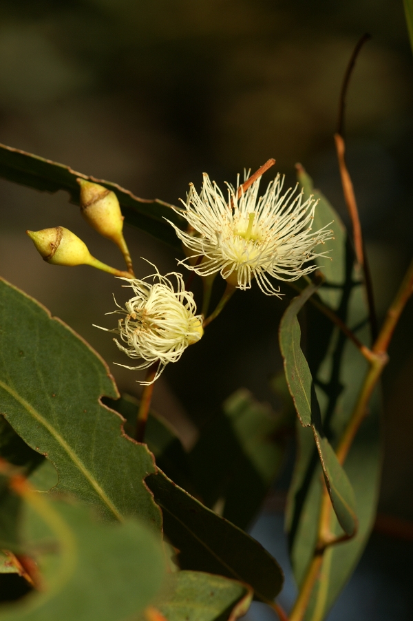 Eucalyptus leucoxylon